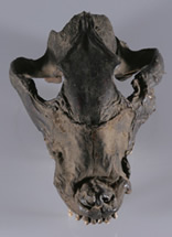 ニホンオオカミ頭骨の写真