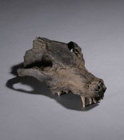山梨県笛吹市発見のニホンオオカミ頭骨