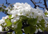4月に咲いたヤマナシの花の写真