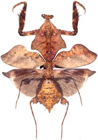 ヒシムネカレハカマキリ
