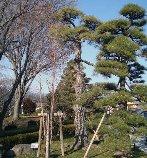 Pine tree