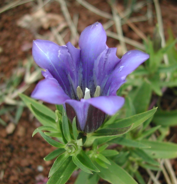 リンドウの花