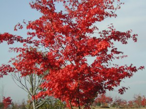 真っ赤な紅葉