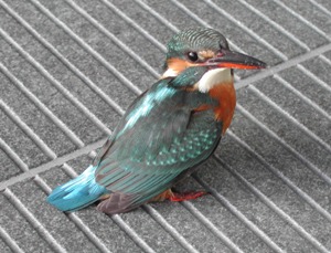 カワセミ