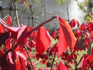 ニシキギの紅葉