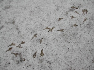 雪が残した証拠は?