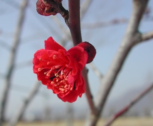 紅梅の花