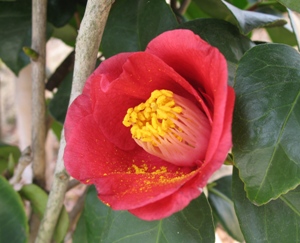 開花したヤブツバキ