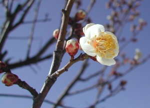 ほころぶ梅の花