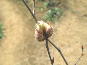 巨大な芽