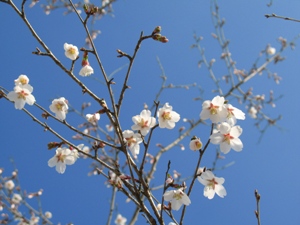富士桜の花