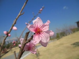桃の花