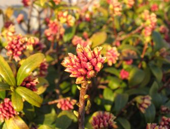 沈丁花