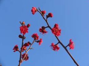 かいじあむの紅梅