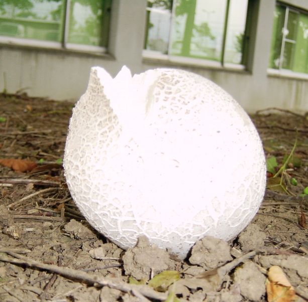 オニフスベ